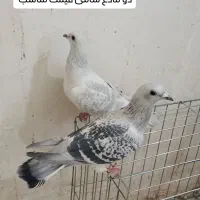 دو ماده پولک