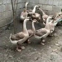 ۶ عدد غاز بفروش میرسد|حیوانات مزرعه|قره قوین, |دیوار