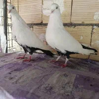 ننه طوقیه|پرنده|اهواز, کوی مهدیس|دیوار