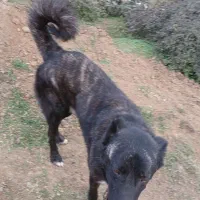 سگ چوپانی|سگ|رستم‌آباد, |دیوار