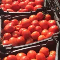 آب گوجه گیری سیار