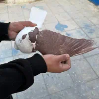 ماده چپ گلی|پرنده|کرمان, |دیوار