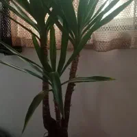 گل توکا معاوضه با آینه|گل و گیاه طبیعی|مشهد, رده|دیوار