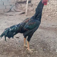 خروس لاری  خ س ک