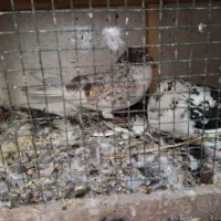 کبوتر|پرنده|قشم, |دیوار