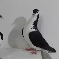 ساده سیاه واکسی