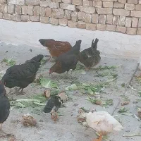 مرغ و خروس