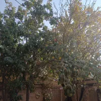 منزل ویلایی دربست فروش فوری 133متر|فروش خانه و ویلا|مشهد, شهرک مهرگان|دیوار