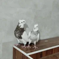 کبوتر ،طوقی پالخت کاکولی|پرنده|داران, |دیوار