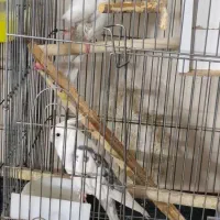 البینیو دوکت