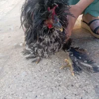 مرغ و خروس