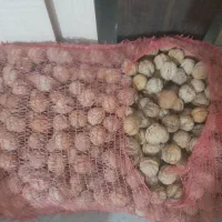 گردو کاغذی|خوردنی و آشامیدنی|مشهد, شهید علی محمدی|دیوار