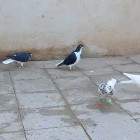 کفتر طوقی  و رنگی|پرنده|قرچک, زیبا شهر|دیوار