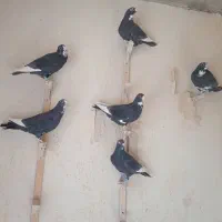 کبوتر نر
