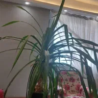 گلدان طبیعی پاندانوس|گل و گیاه طبیعی|پردیس, فاز ۸|دیوار