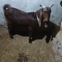 تیشتر بهده نجدی|حیوانات مزرعه|اندیکا, |دیوار