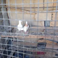 جوجه تازه دانه خورشده