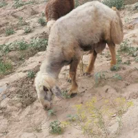 قوچ ترکی بشرط و بره قوچ