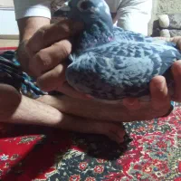 کبوتر مسافتی|پرنده|سبزوار, ابارش|دیوار