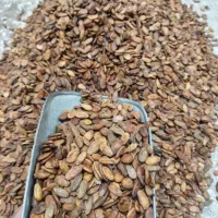 تخم کول زابل درجه یک