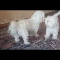 واگذاری یک عدد شیتزو تریر|سگ|شیراز, درکی|دیوار