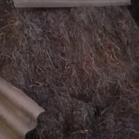 علف سیر بفروش میرسد به تعداد۵۰عدد