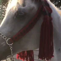 واگزاری اسب شما مکان لل خیل