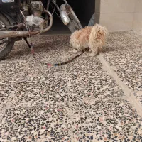 سگ پشمالو شیتزو شناسنامه دار و تربیت شده سالم