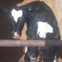 گوساله های شیری و قطع شیر