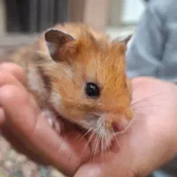 همستر توپولو