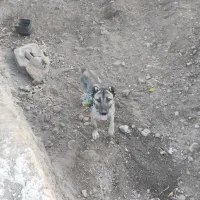 حیوانات|سگ|بستان آباد, |دیوار