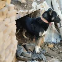 سگ نر|سگ|سجاس رود, |دیوار