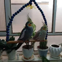 گمشده