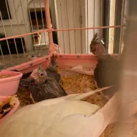 خانواده ۵نفره عروس هلندی|پرنده|تاکستان, |دیوار