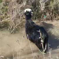 گوساله گاومیش