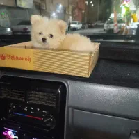 پامر خرسی|سگ|نسیم‌شهر, |دیوار