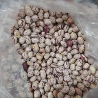 فروش نخود و لوبیا چیتی و لوبیا قرمز و لوبیاکپسولی