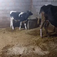 فروش یک راس گاو داشتی خوب|حیوانات مزرعه|لردگان, |دیوار