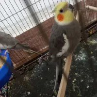 عروس هلندی مولد