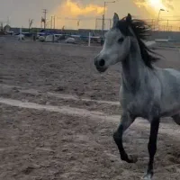 فروش اسب اصیل عرب دو سر عرب خالص|اسب و تجهیزات اسب‌سواری|بندرعباس, |دیوار