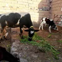 تلیسه هلشتاین اصل با گوساله نر سیمینتال ۱۲کیلو شیر