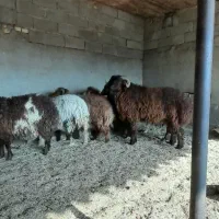 گوسفند