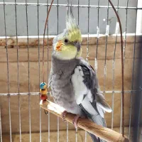 عروس هلندی نر سخنگو