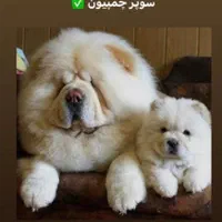 توله سگ سامویید چاوچاو|سگ|شیراز, فرهنگ شهر|دیوار