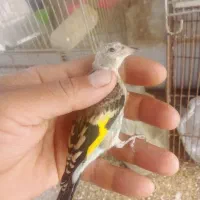 جوجه سهره