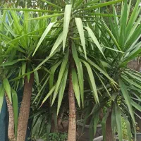 یوکا|گل و گیاه طبیعی|رحیم‌آباد, |دیوار