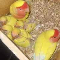 جفت طوطی کوتوله برزیلی با 4 جوجه