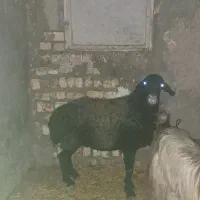 بره