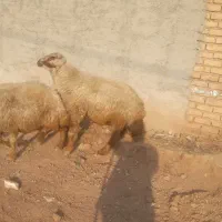 قوچ ورن گوسفند میش