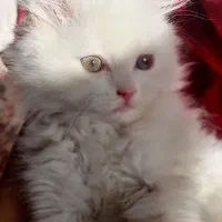 بچه گربه نژاد دار